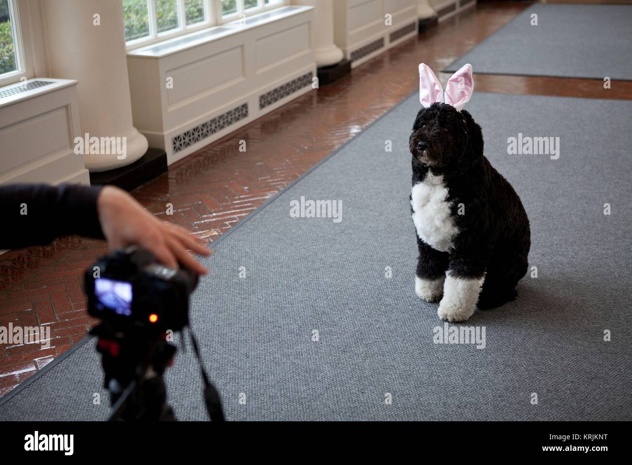 Us-Präsident Barack Obama Familie Hund Bo ist für die Ostereier Rollen im Weißen Haus Osten Kolonnade Februar 29, 2012, Washington, DC videotaped. Stockfoto