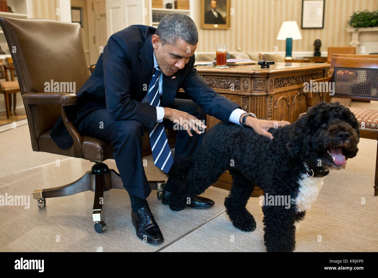 Us-Präsident Barack Obama Haustiere Hund der Familie Bo im Oval Office des Weißen Hauses Juni 21, 2012 in Washington, DC. Stockfoto