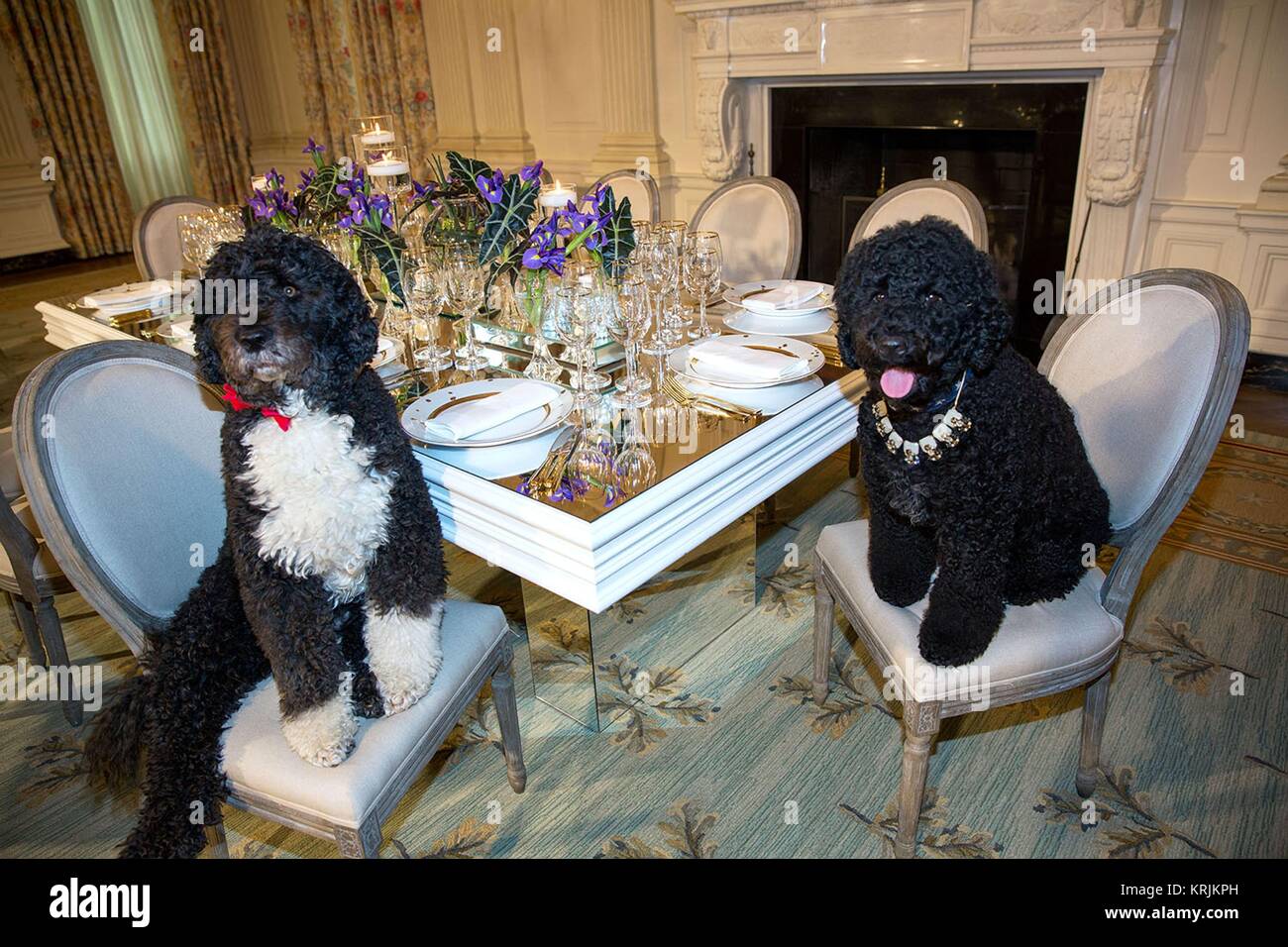 Us-Präsident Barack Obama Familie Hunde Bo (links) und Sunny sitzen an einem Tisch im Weißen Haus, Esszimmer, 10. Februar 2014 in Washington, DC. Stockfoto
