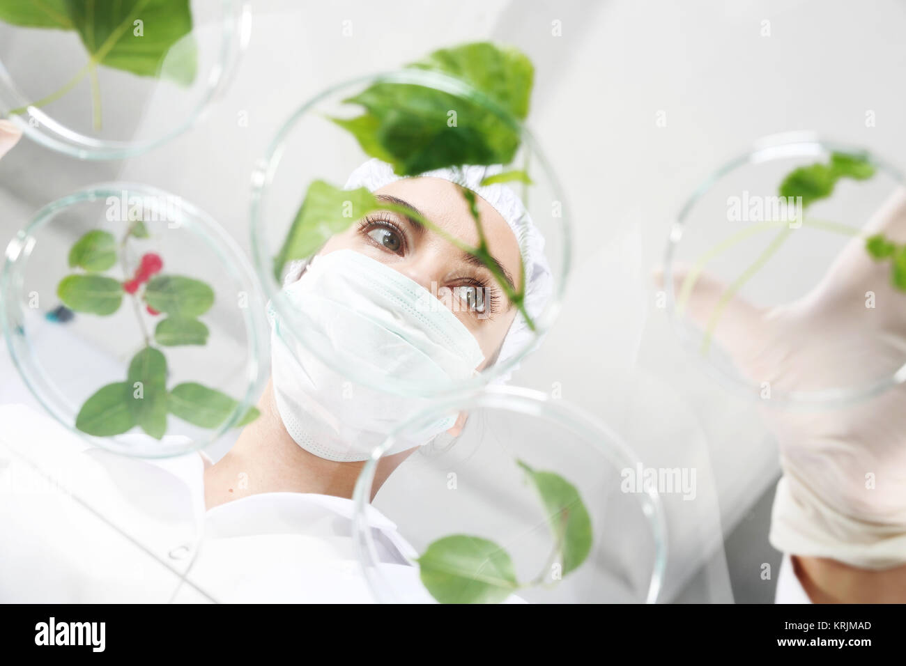 Biotechnologe Ingenieur bei der Arbeit. Stockfoto