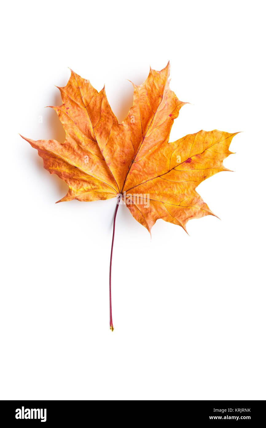 Bunter Herbst Blatt. Stockfoto