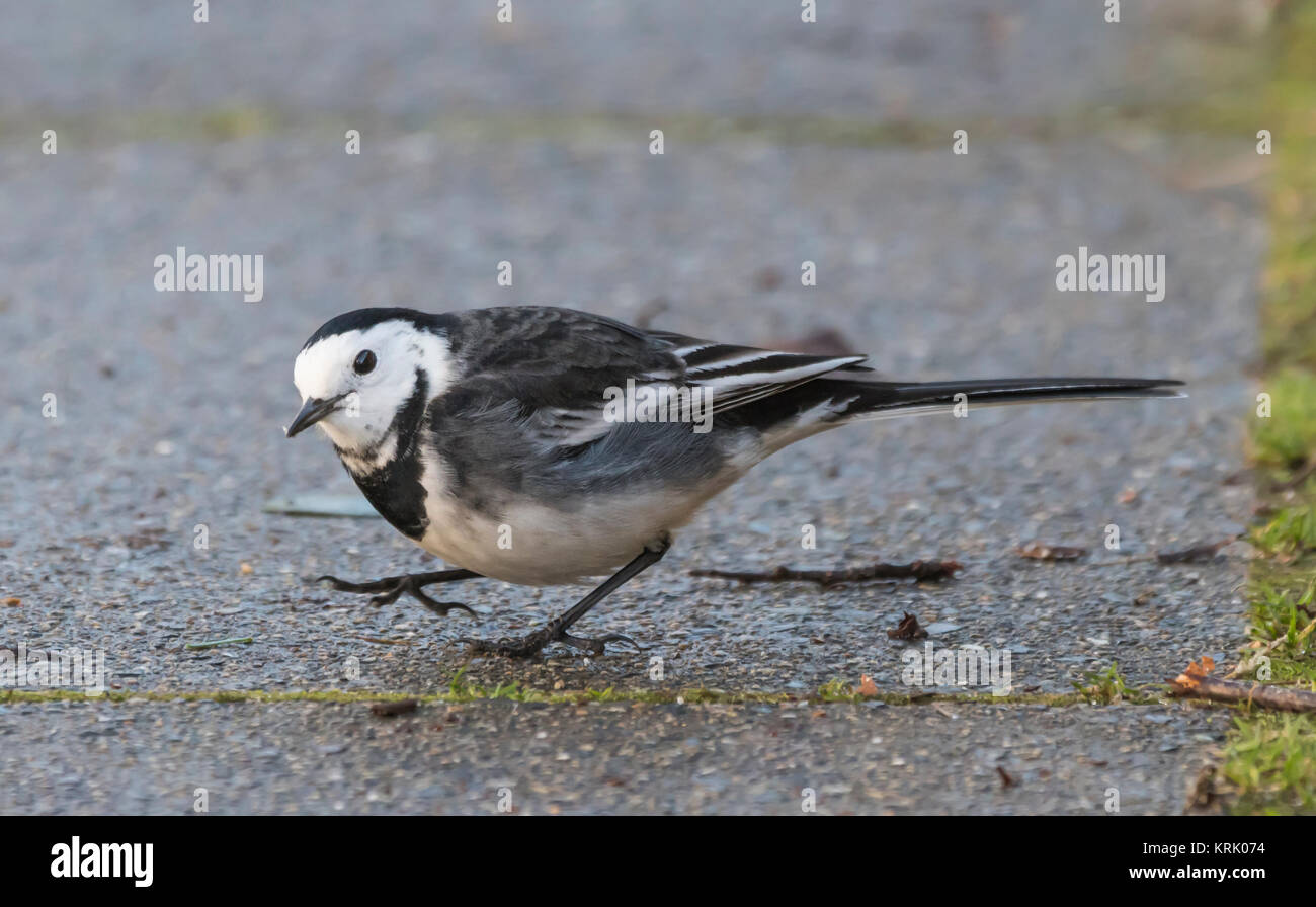 Nach Pied Wagtail Vogel (Motacilla alba yarrellii) auf dem Boden im Winter in West Sussex, England, UK. Stockfoto