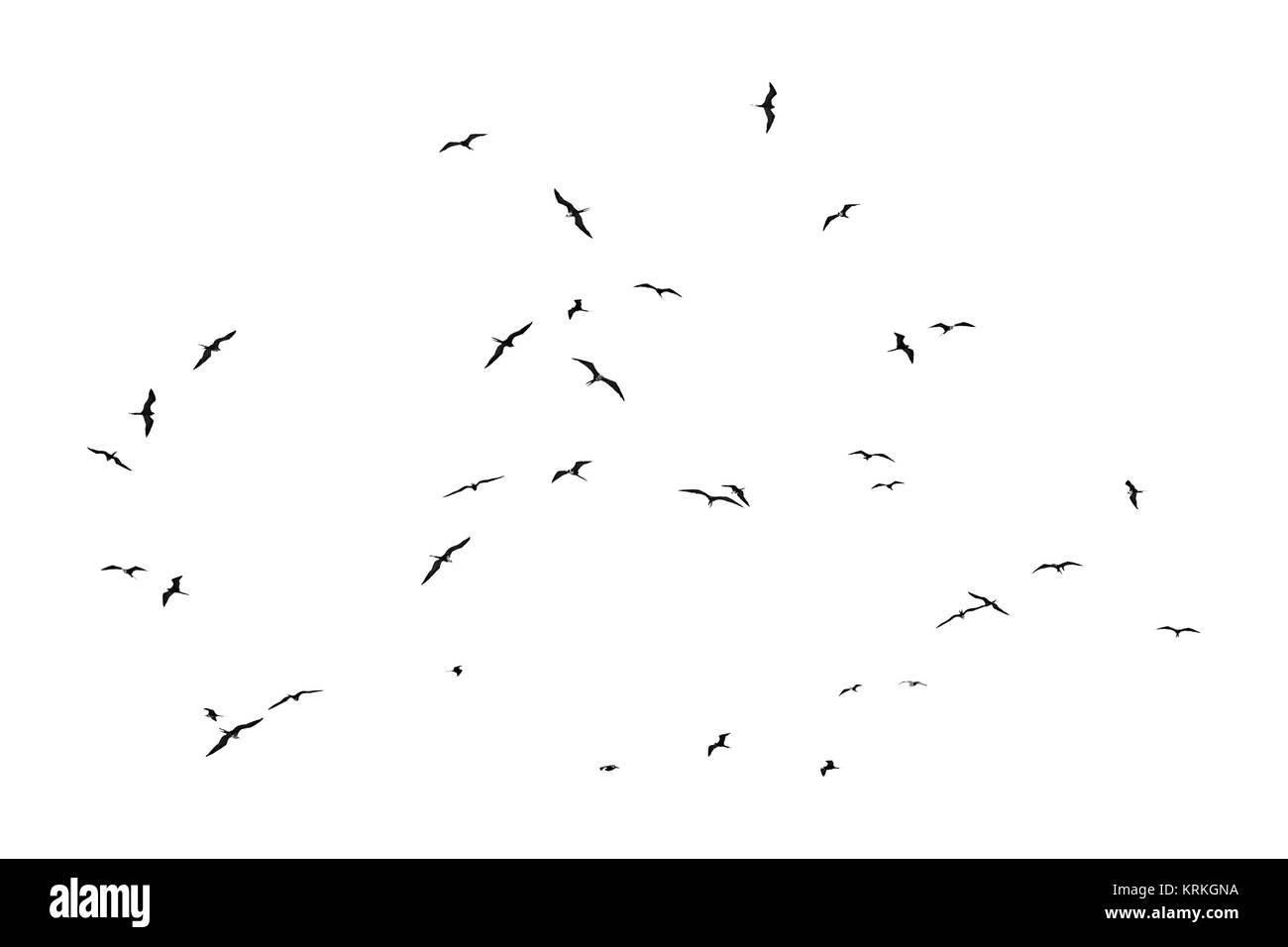 Gruppe der Vögel Silhouetten Fliegender isoliert Stockfoto