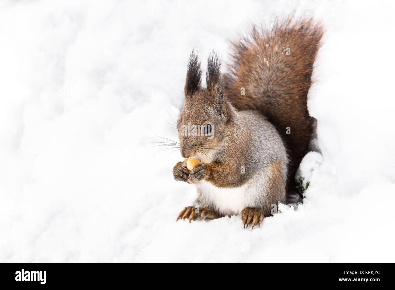 Junge Eichhörnchen sitzt auf weißem Schnee im Winter Wald und essen Mutter Stockfoto