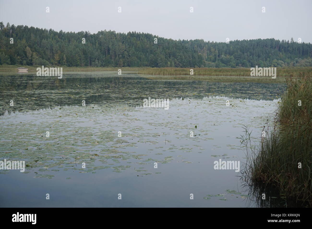 GÃ¶sselsdorfer, Seen, See, Eberndorf sittersdorf, Verschlammte, Schutzgebiet, vÃ¶lkermarkt Stockfoto