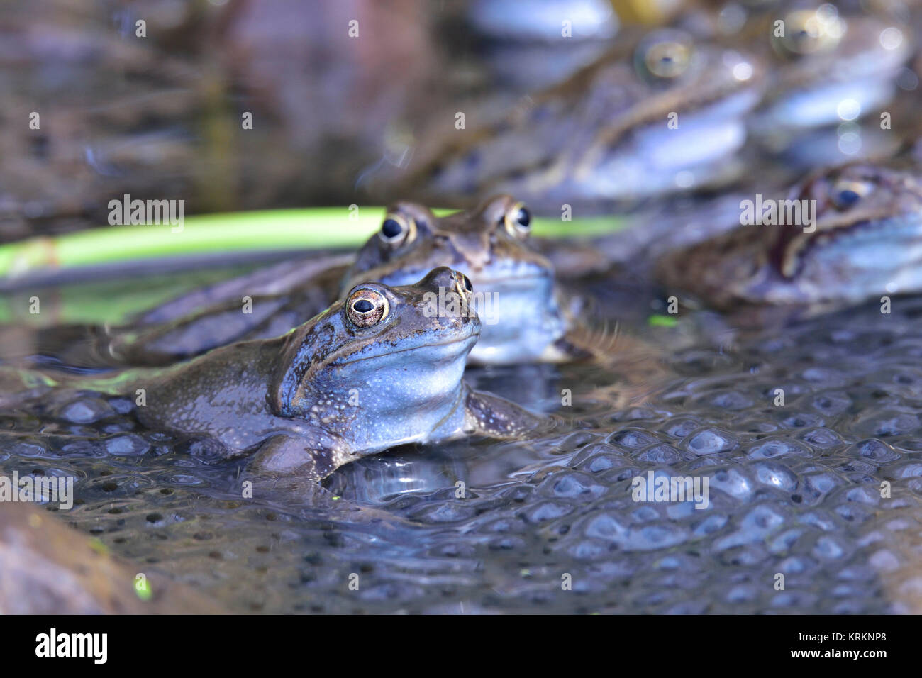 Grasfrosch Stockfoto