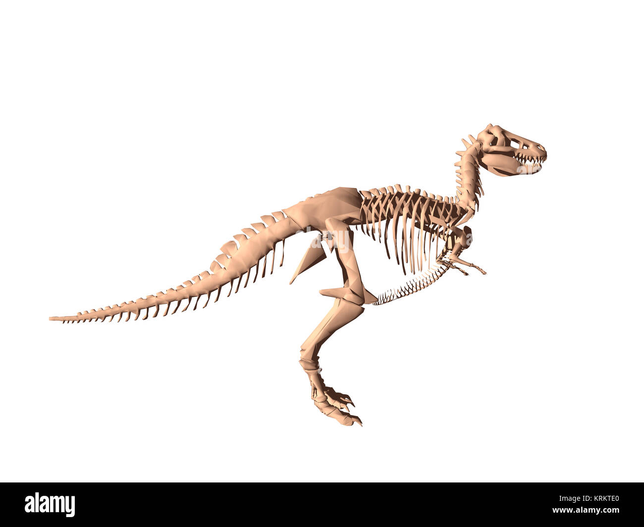 Ausgenommen Dinosaurier Skelett Stockfoto