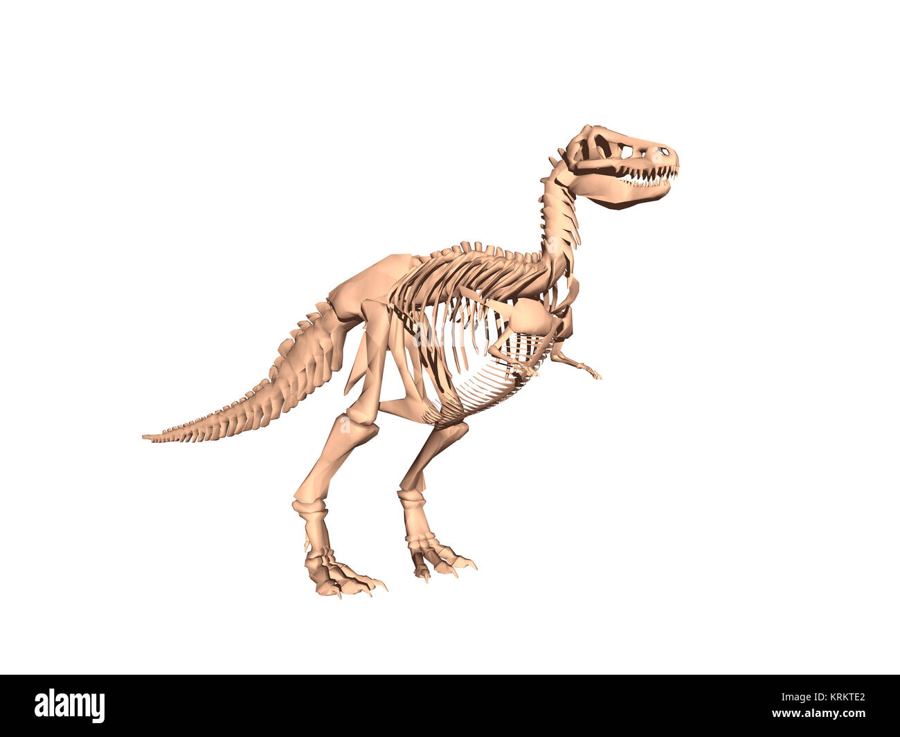 Ausgenommen Dinosaurier Skelett Stockfoto