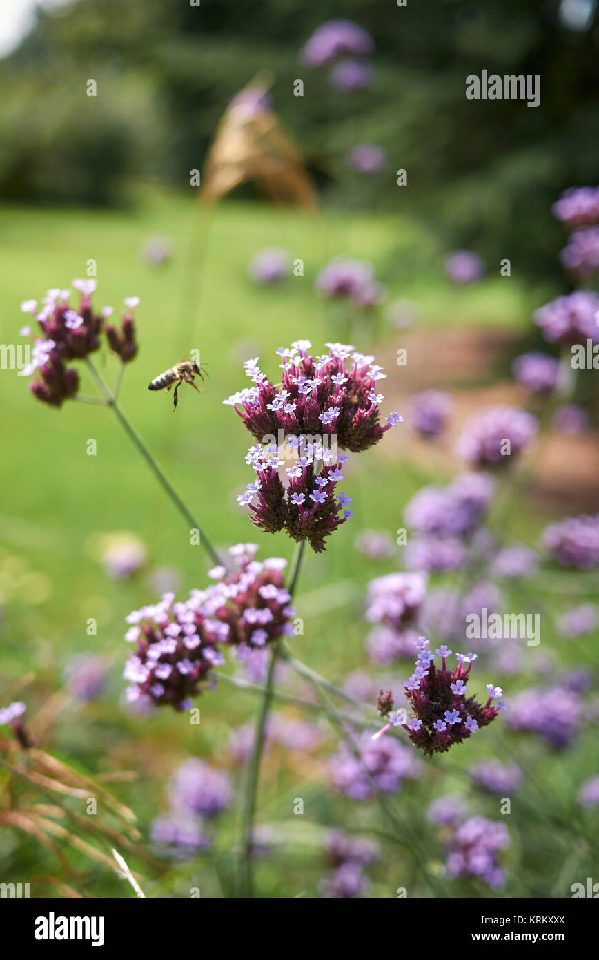 Verbena bonariensis Stockfoto