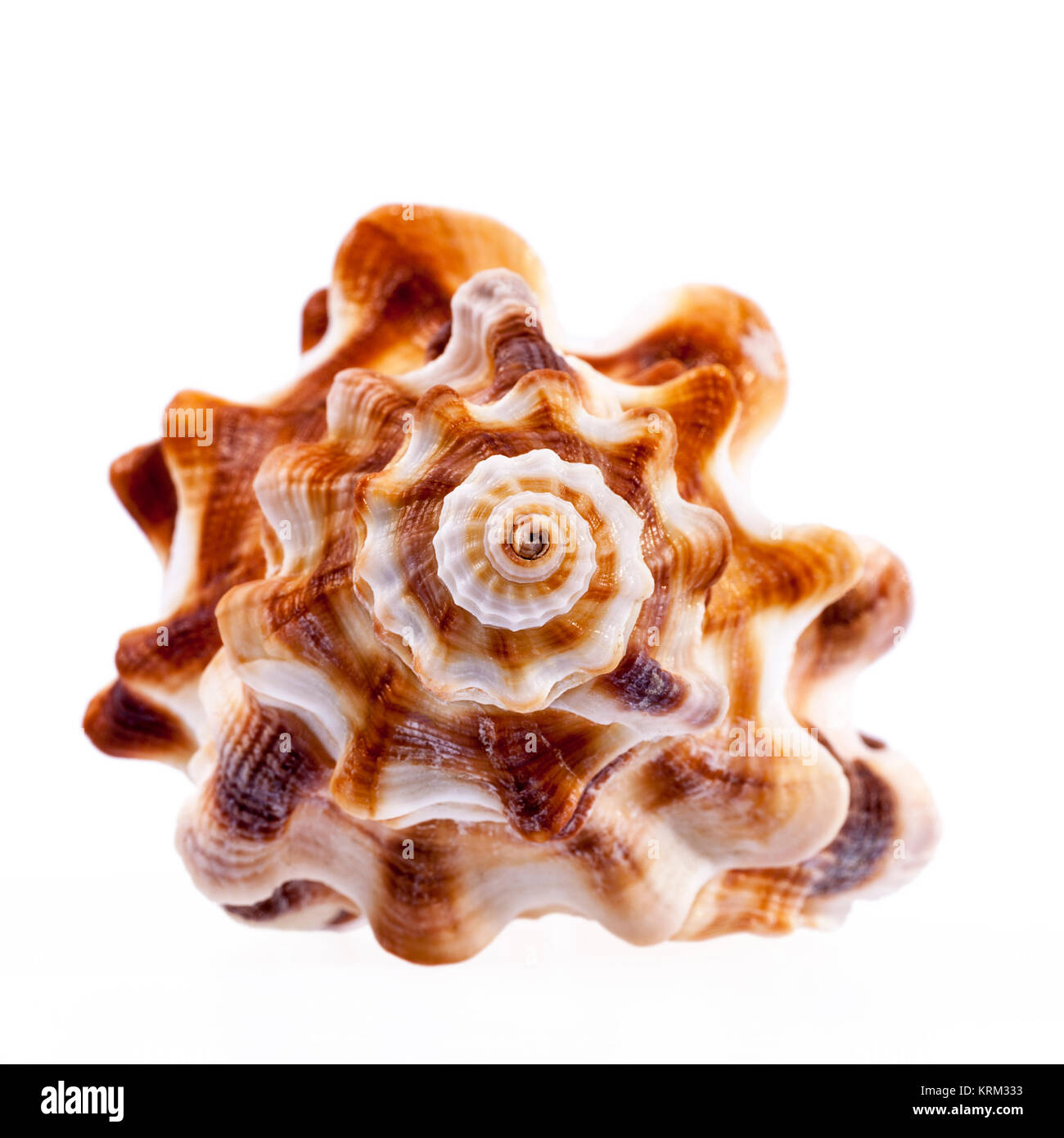 Single Sea Shell von Pferd conch auf weißem Hintergrund Stockfoto