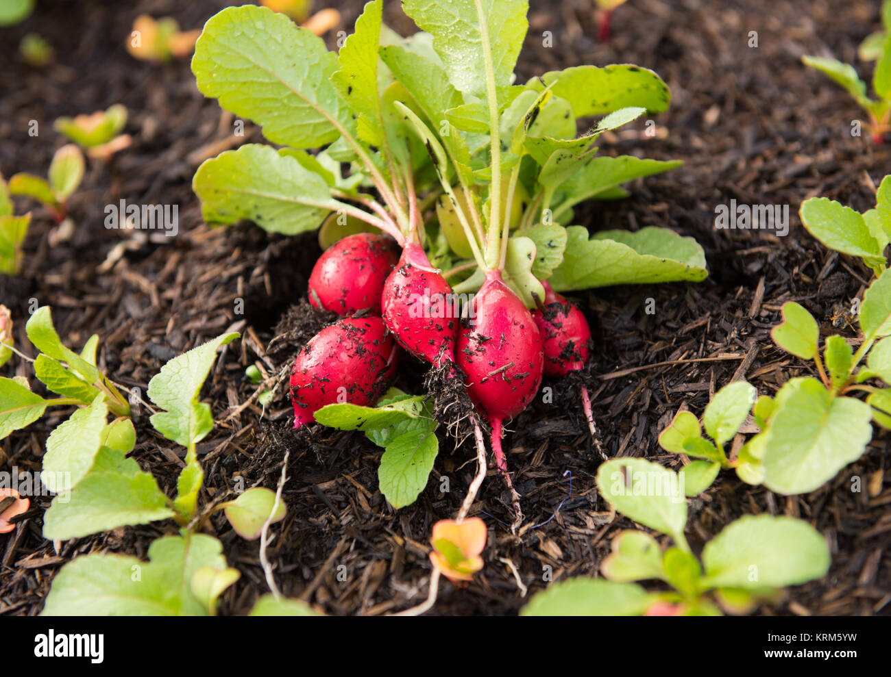 Frische rote Radieschen geerntet aus dem Garten Stockfoto