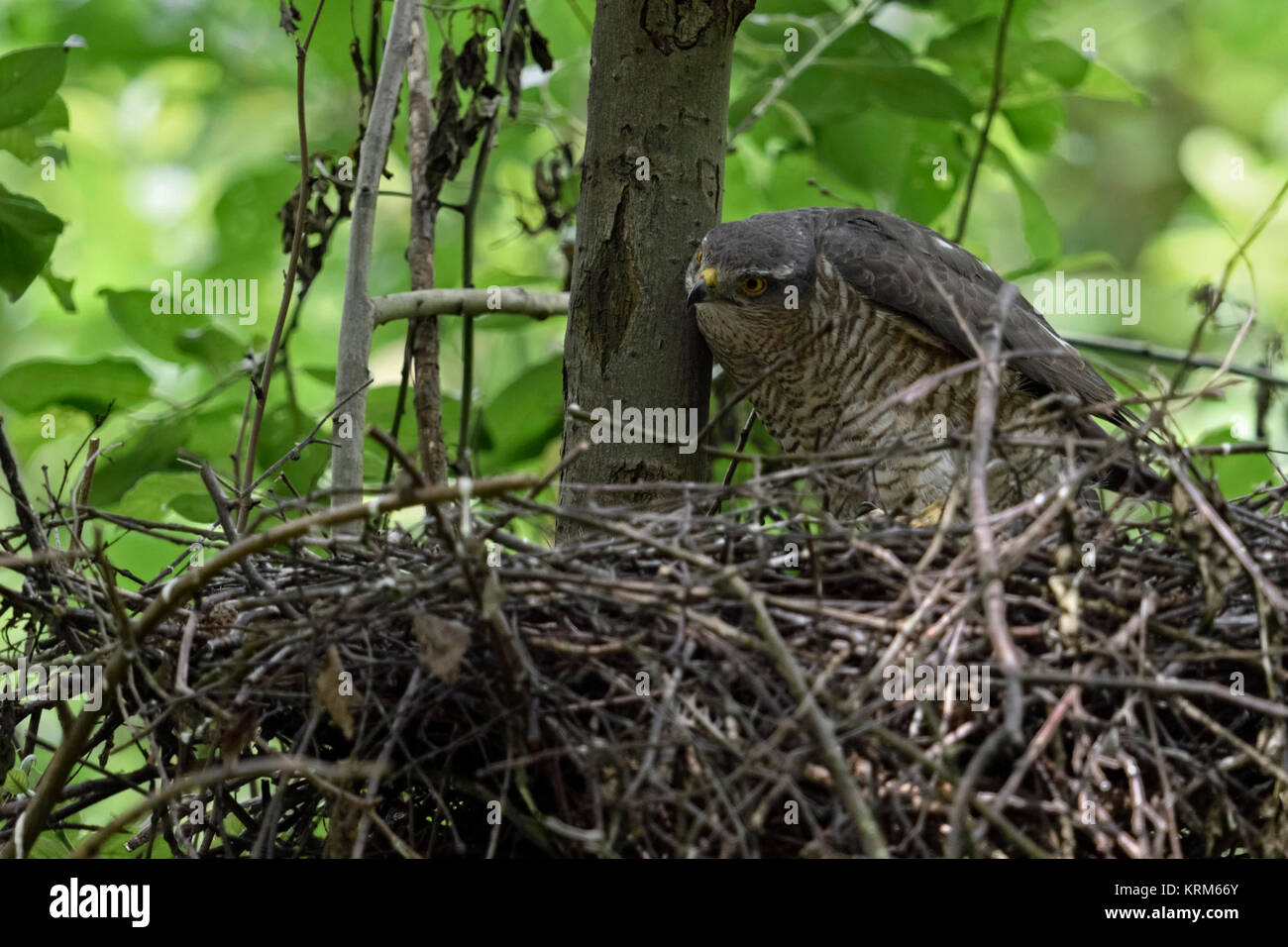 Sperber (Accipiter nisus), Raubvogel, erwachsene Frau an seinem Nest gehockt, gerade für etwas, versteckt hinter Bäumen, Schaut lustig, Europa. Stockfoto