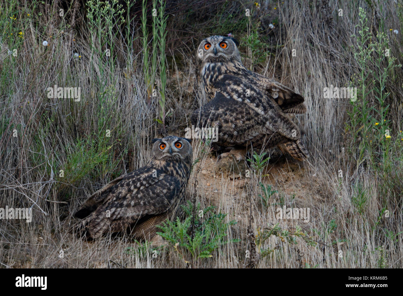 Uhu/Eulen (Bubo bubo) in die Steigung einer Kiesgrube thront, in der Dämmerung, Dunkelheit, Beobachten, intensive orange leuchtenden Augen, Wildlife, Europa. Stockfoto