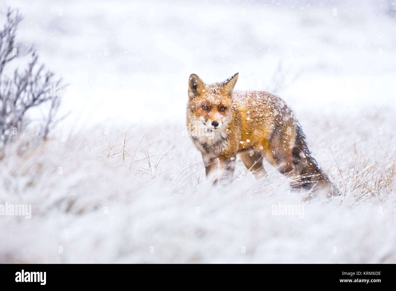 roter Fuchs im Schnee Stockfoto