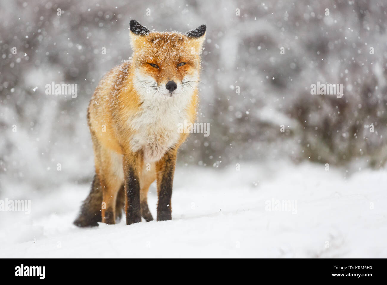 roter Fuchs im Schnee Stockfoto