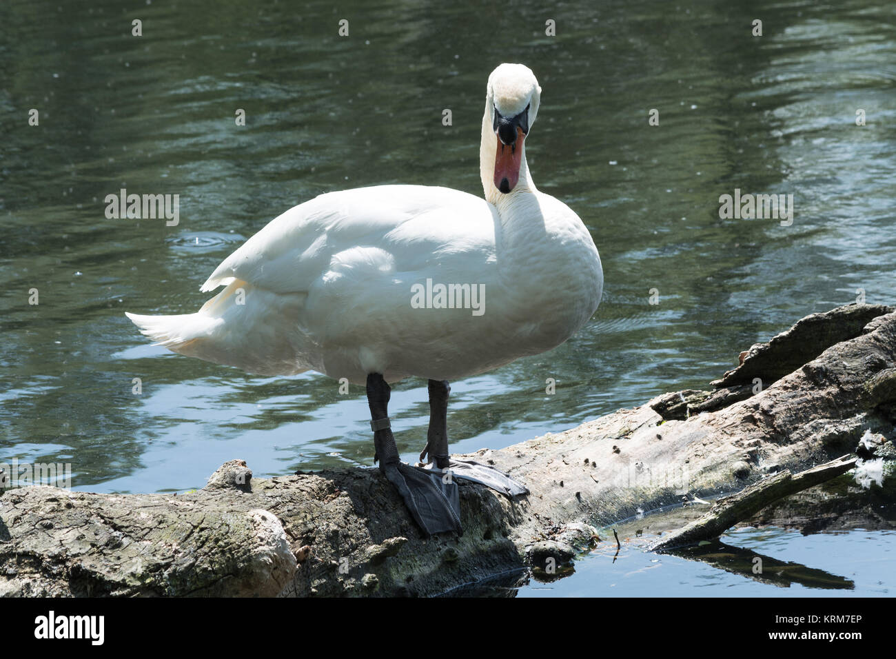 Weisser Schwan e auf einem Baumstamm im Sehen. Stockfoto