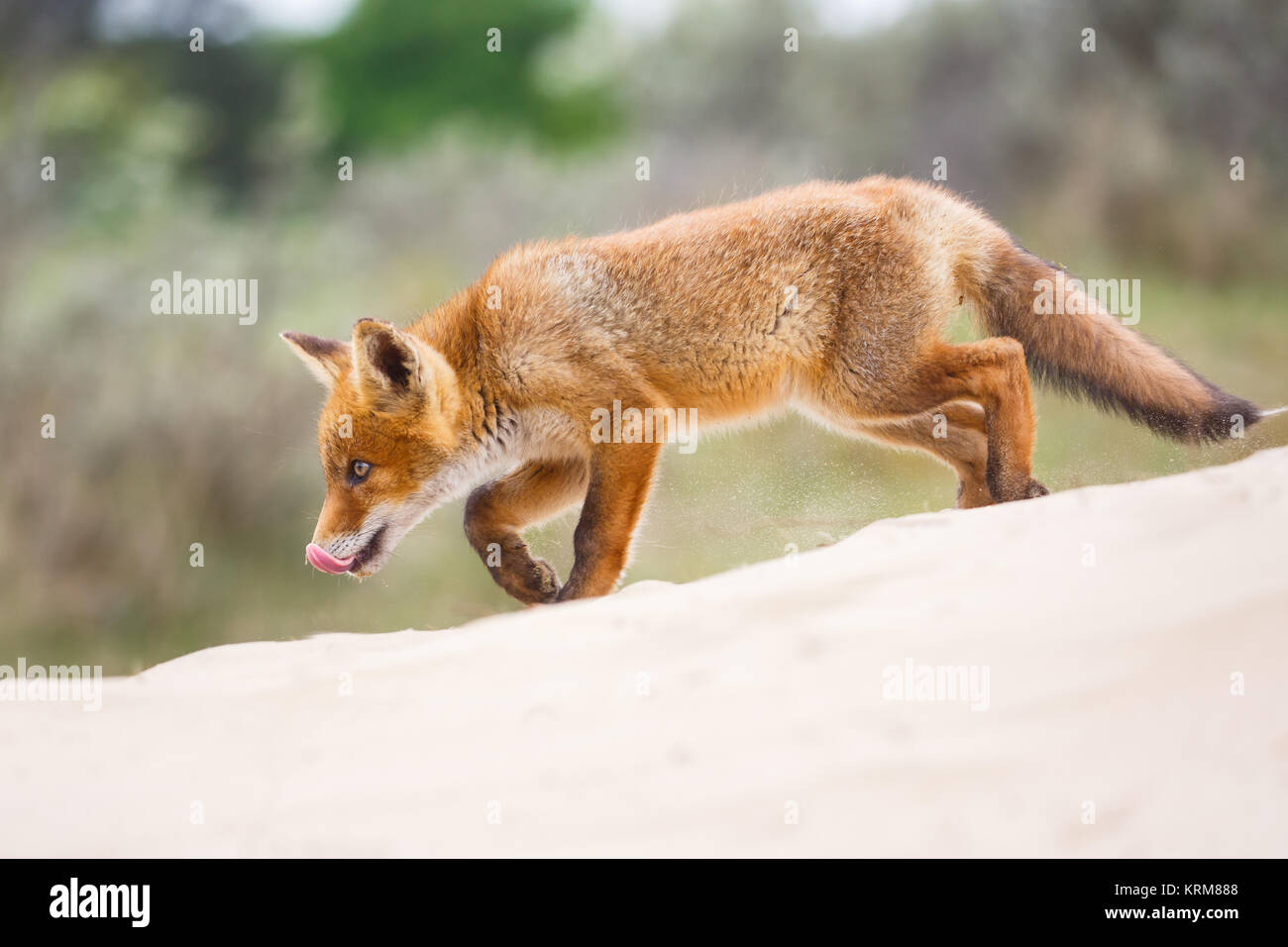Red Fox Cub im Frühling Stockfoto