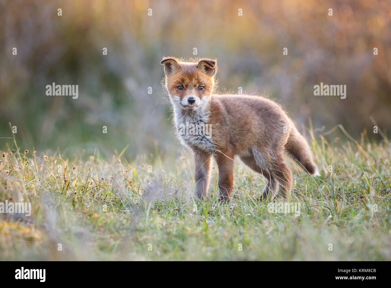 Red Fox Cub im Frühling Stockfoto