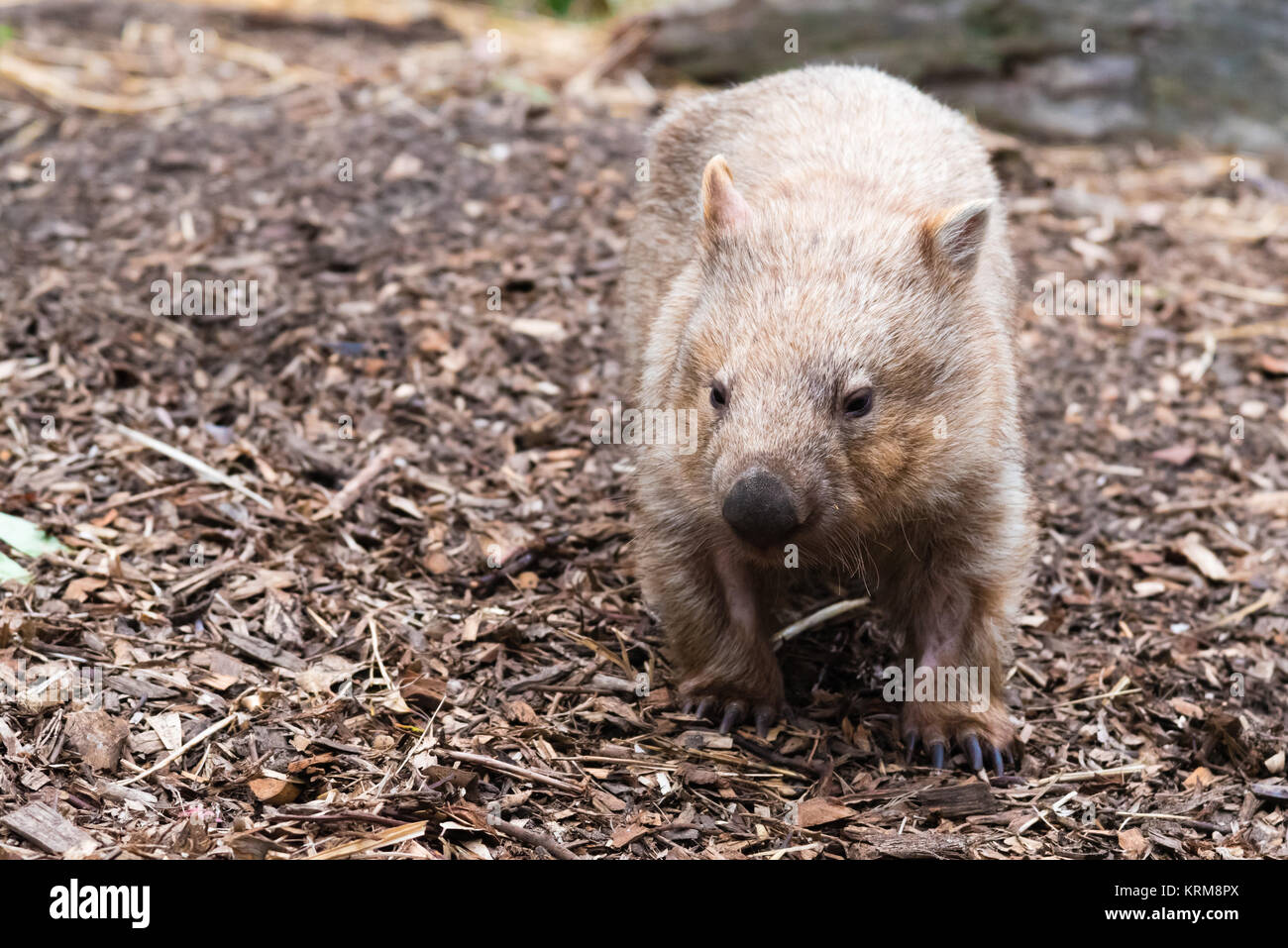 Close-up auf einem Wombat, Australian native Tier Stockfoto