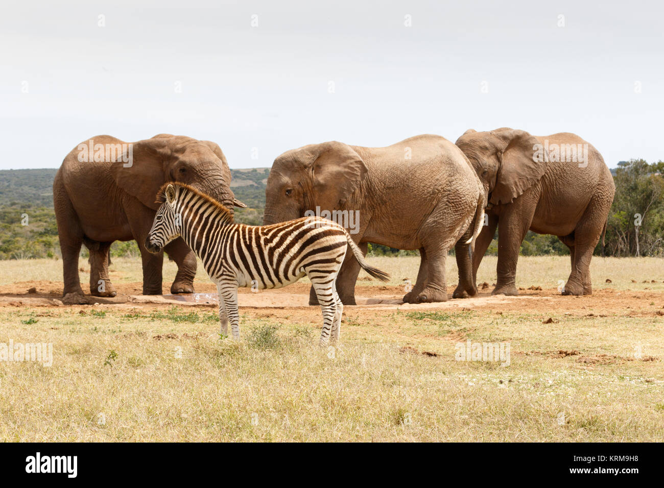 Zebra, das in der Weise steht der perfekte Elefant Foto schießen Stockfoto