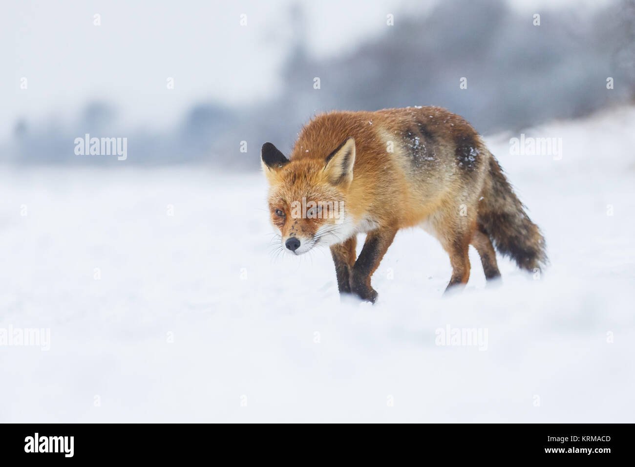 Red Fox in einer Winterlandschaft Stockfoto