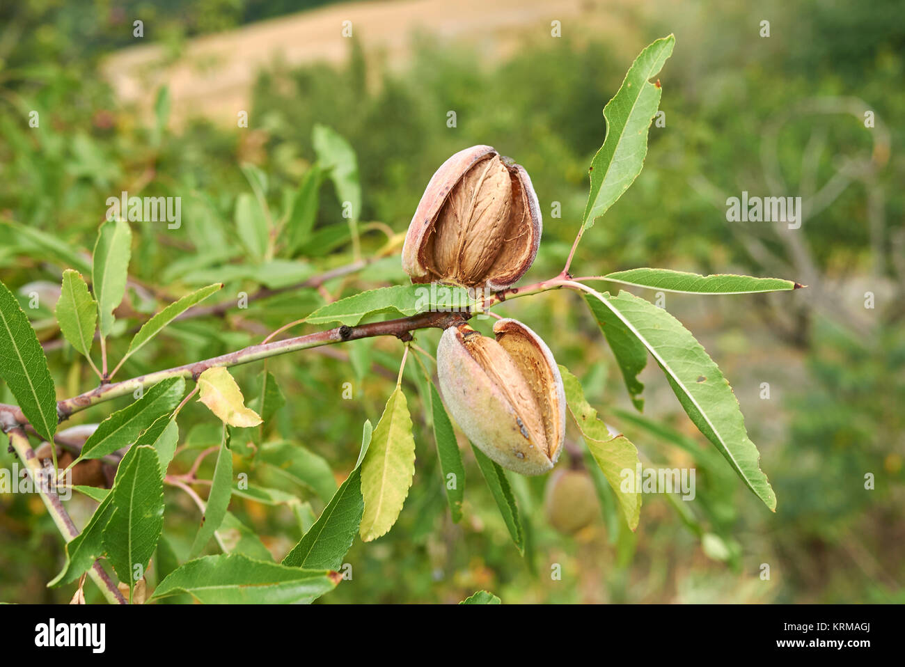 Prunus dulcis Stockfoto