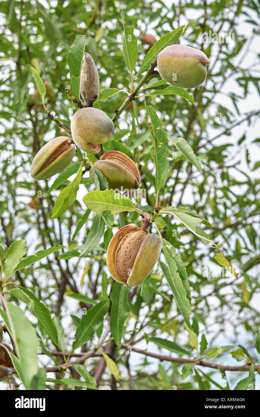 Prunus dulcis Stockfoto