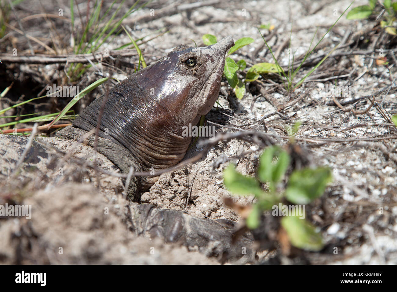 Kreative Fotos einer Soft Shell turtle Eier hinter der Presse Site Gebäude im Kennedy Space Center. NASA Kennedy Wildlife - Florida softshell turtle - (1) Stockfoto