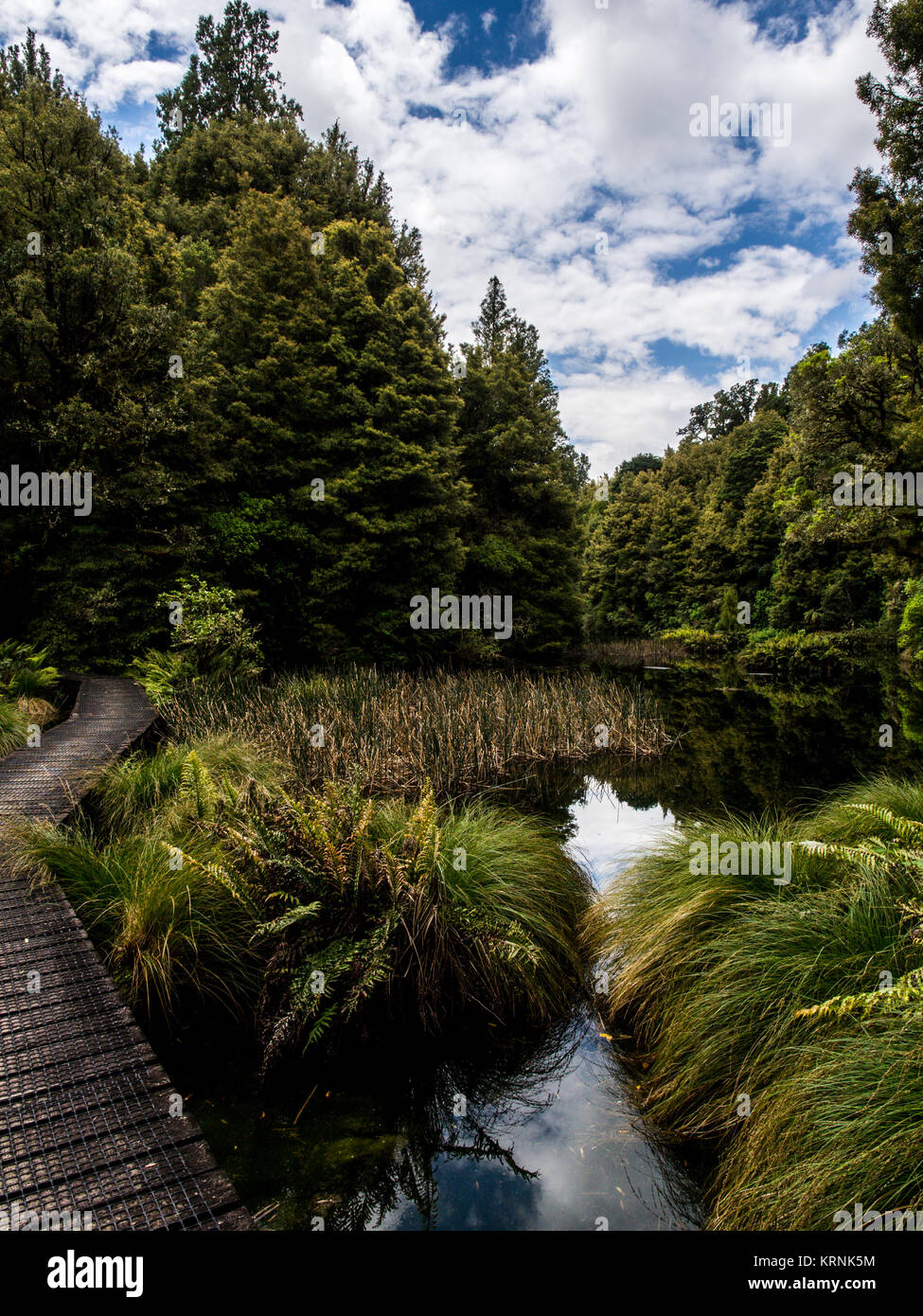 Native Wald- und Sumpfgebiet, Ohinetonga Lagune, Owhango, Ruapehu District, Neuseeland Stockfoto