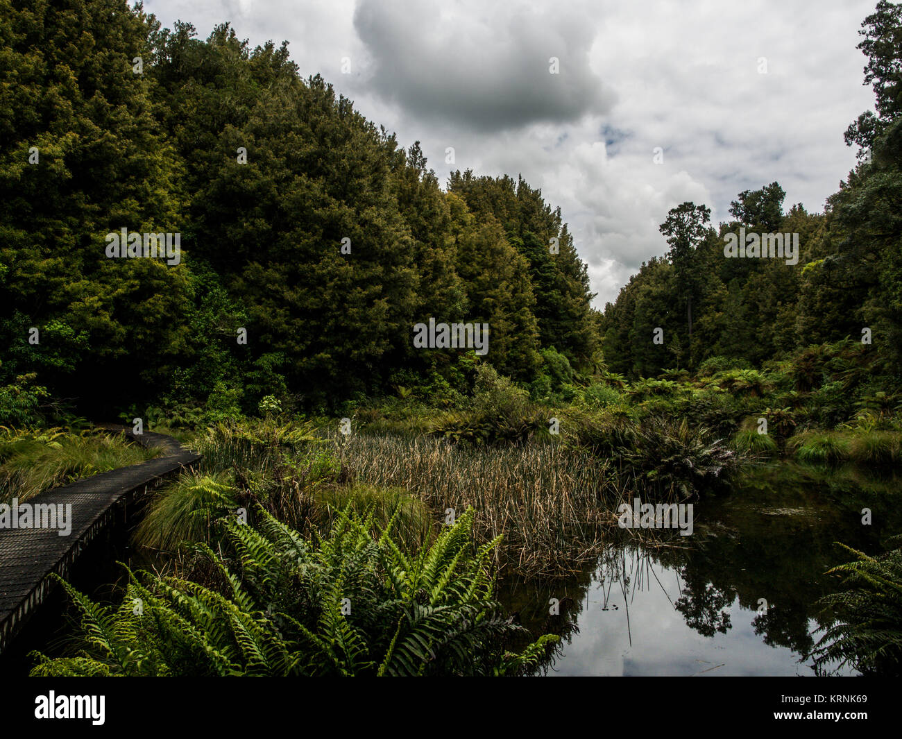 Native Wald- und Sumpfgebiet, Ohinetonga Lagune, Owhango, Ruapehu District, Neuseeland Stockfoto