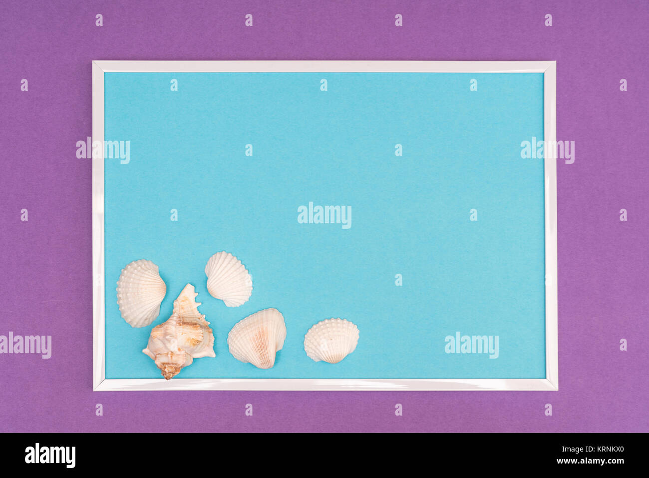 Weiße Muscheln in einem weißen Rahmen auf einem farbigen Hintergrund Stockfoto