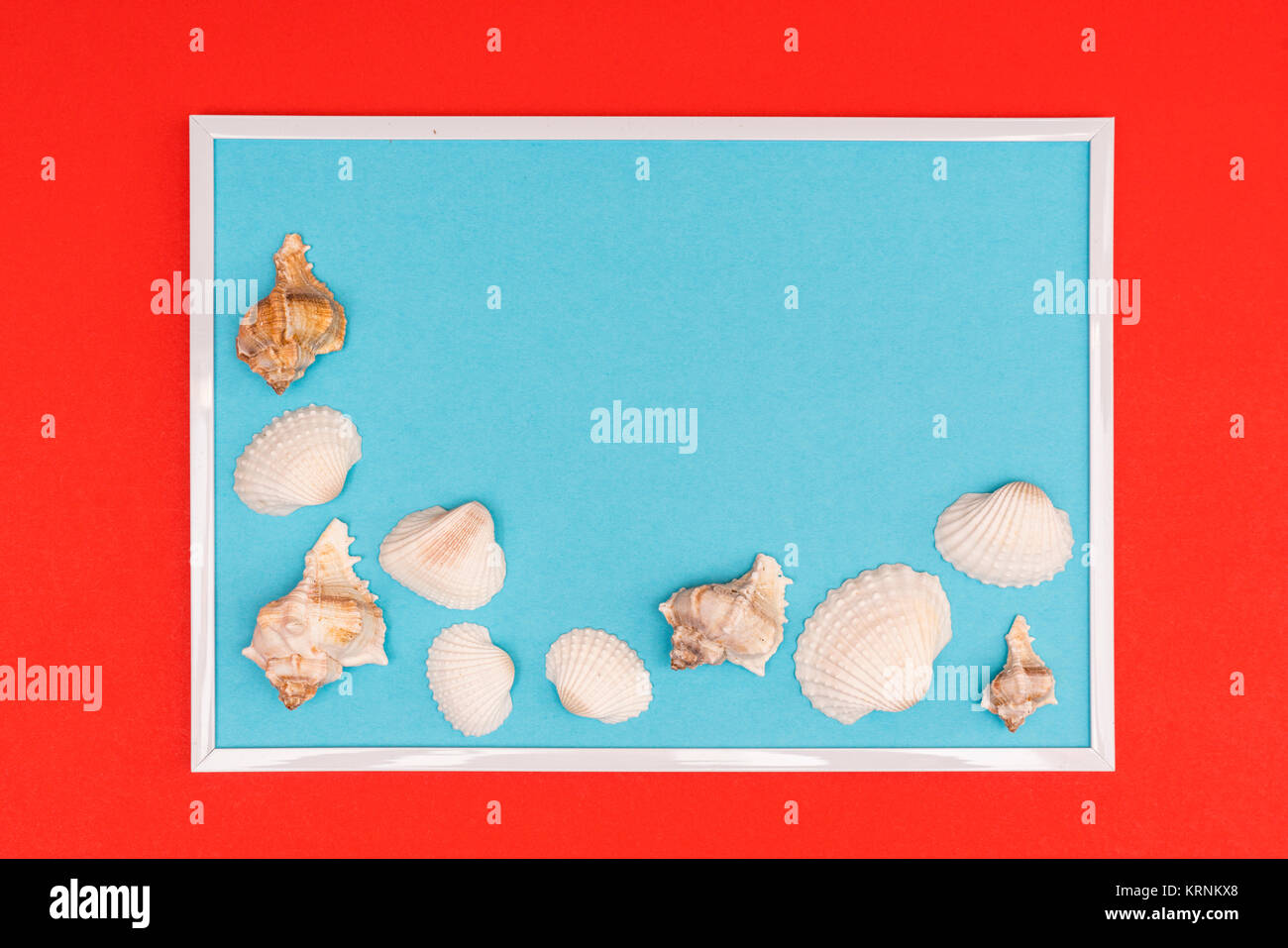 Weiße Muscheln in einem weißen Rahmen auf einem farbigen Hintergrund Stockfoto