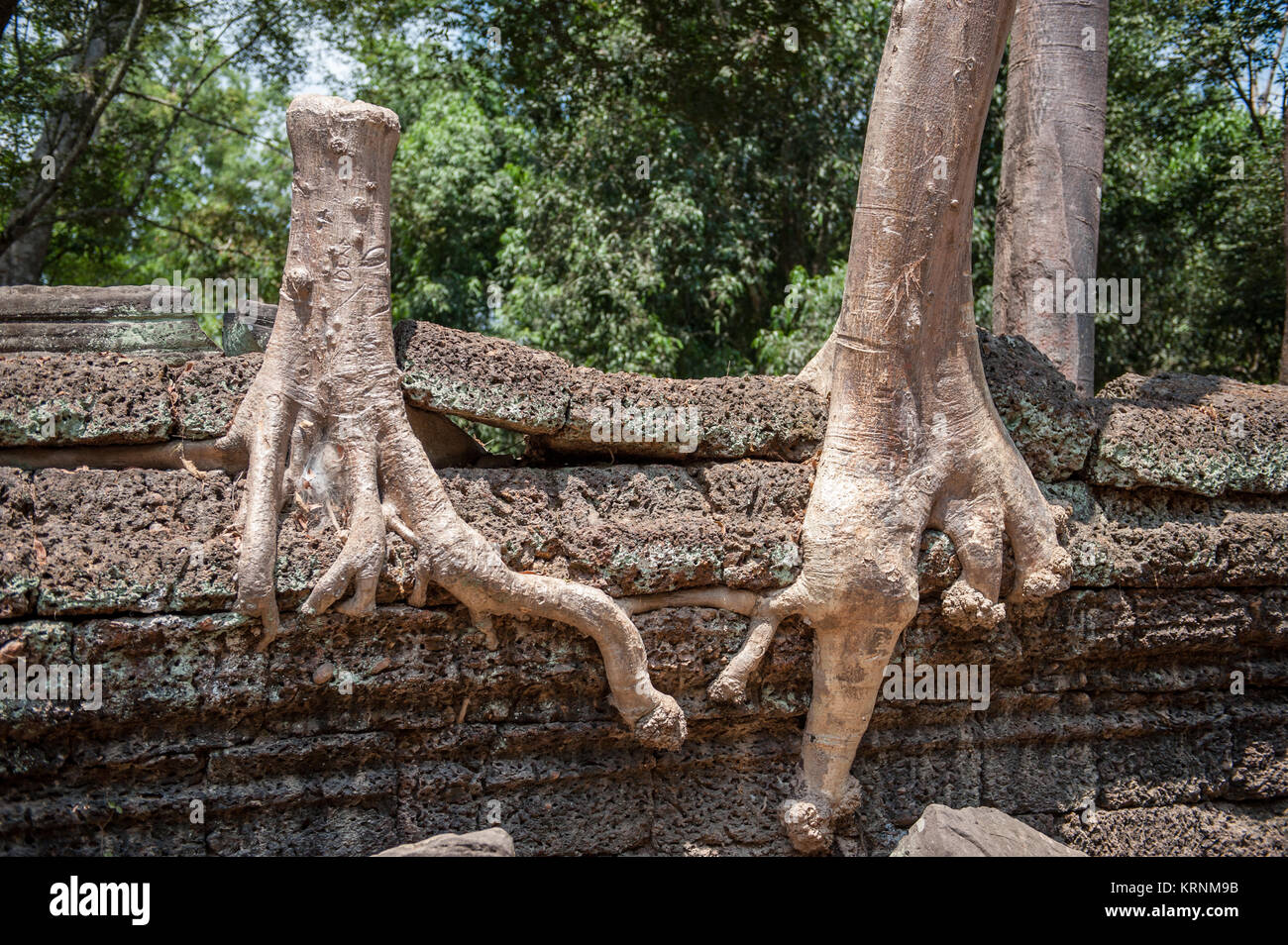 Riesige Wurzeln aus Seide - Cotton Tree bei Ta Prohm. Gebaut im 12. und 13. Jahrhunderts Ta Prohm Tempel wurde später die Lage für den Film Tomb Raider. Stockfoto