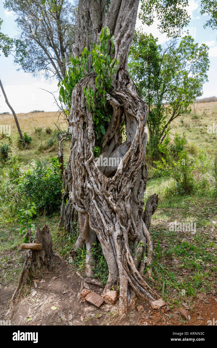 Hohlen Stamm einer knorrigen alten Baum im Camp, entim Masai Mara, Kenia Stockfoto