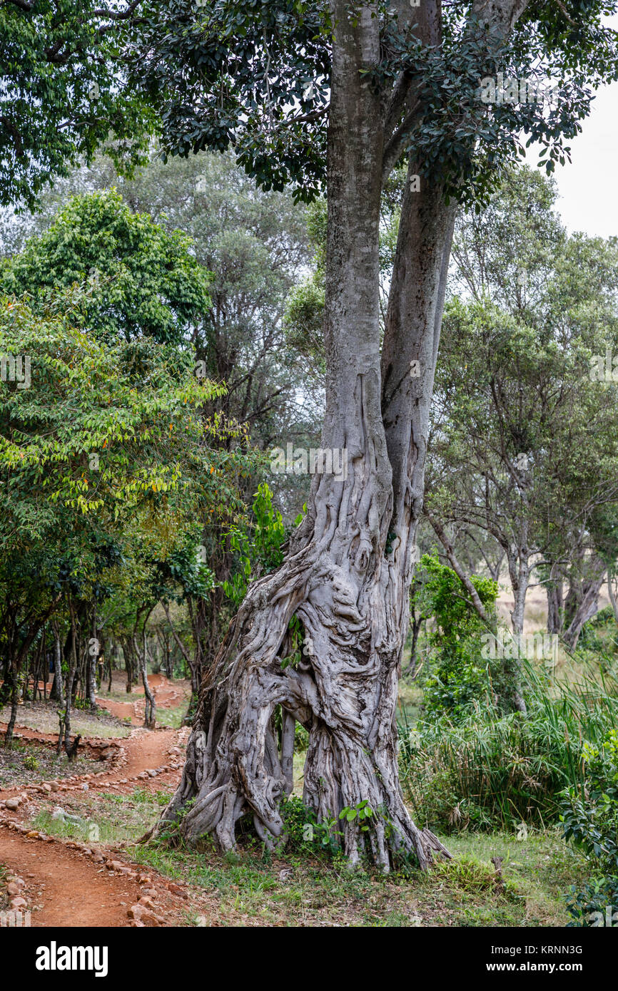 Alter Baum mit knorrigen hohlen Stamm, in Entim Camp, Masai Mara, Kenia Stockfoto