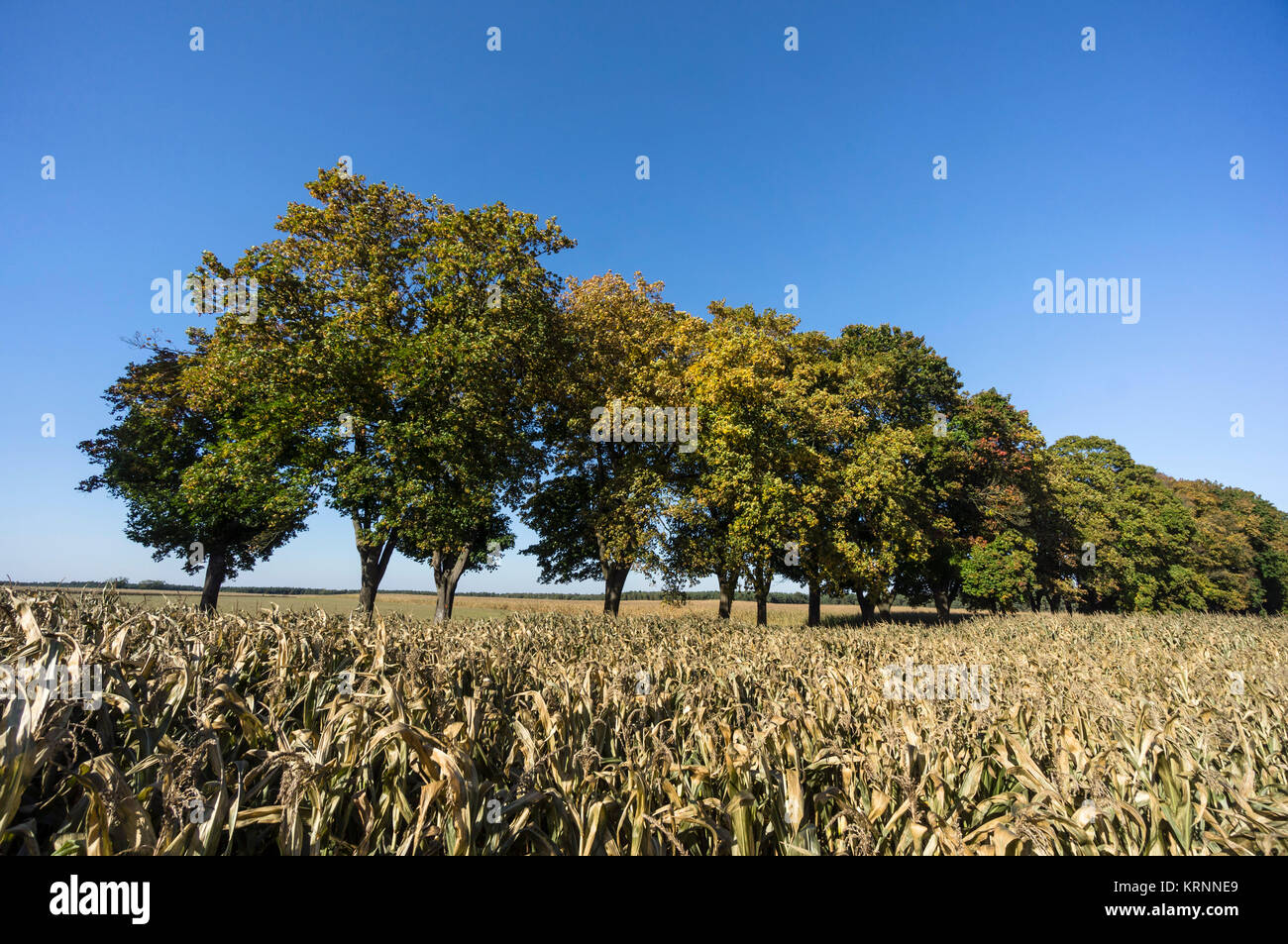 Gasse, im Herbst, in der Nähe von Ruednitz, Land Brandenburg, Deutschland Stockfoto