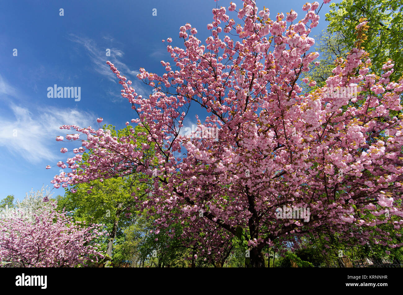 Kirschblüte in Berlin, Deutschland Stockfoto