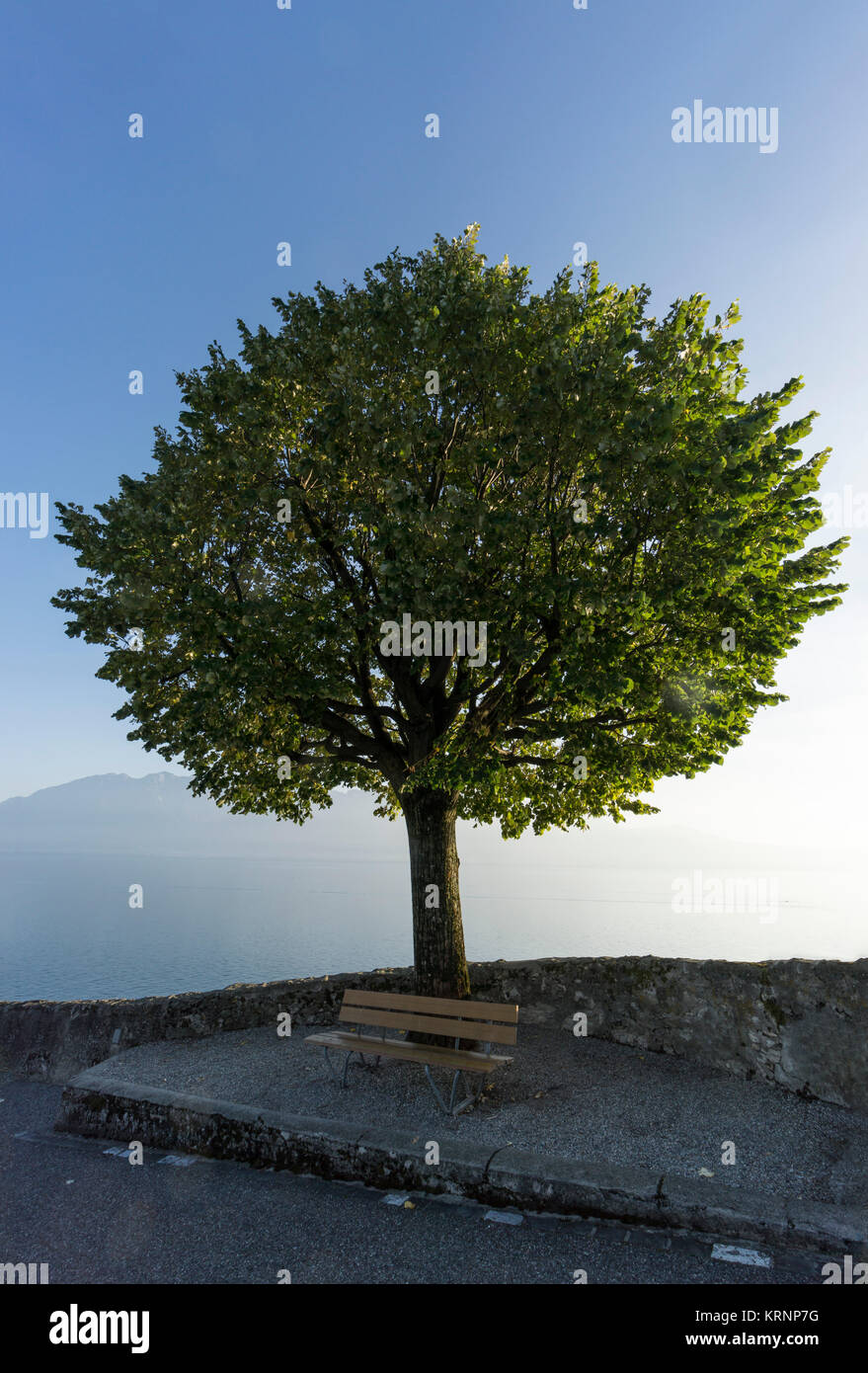 Baum, Puidoux, Lavaux, den Genfer See, die Schweizer Alpen, Schweiz Stockfoto