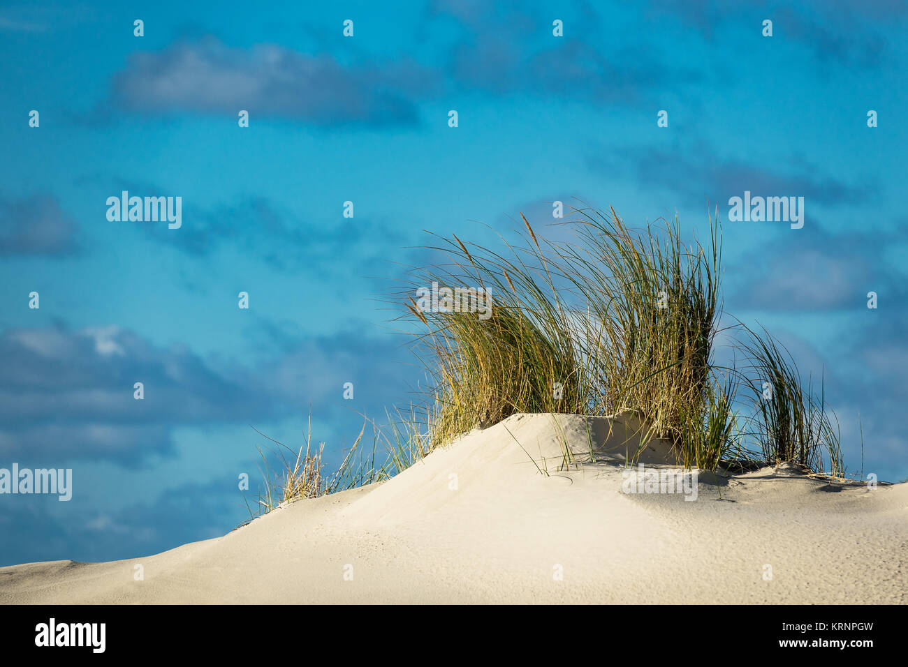 Landschaft mit Dünen auf der Insel Amrum Stockfoto