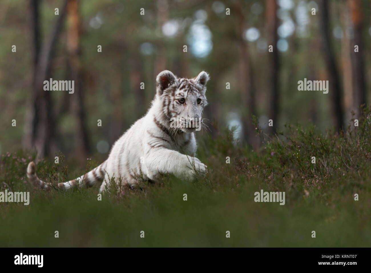 Royal Bengal Tiger/Koenigstiger (Panthera tigris), weiß, leucistic Tier, läuft schnell, springen durch die undergrwoth eines natürlichen Wald. Stockfoto