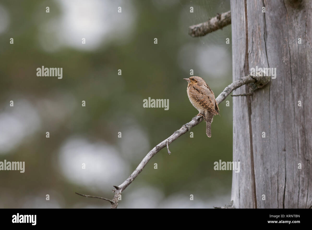 Eurasischen Wendehals/Wendehals (Jynx torquilla) auf eine Niederlassung eines toten Spruce Tree, typische Ansicht auf Abstand, in natürlicher Umgebung, Europa thront. Stockfoto