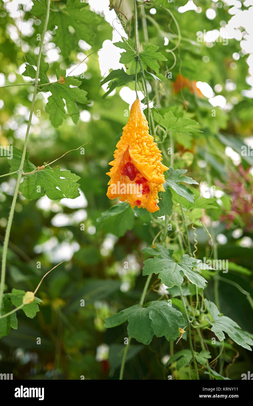 Momordica charantia Stockfoto