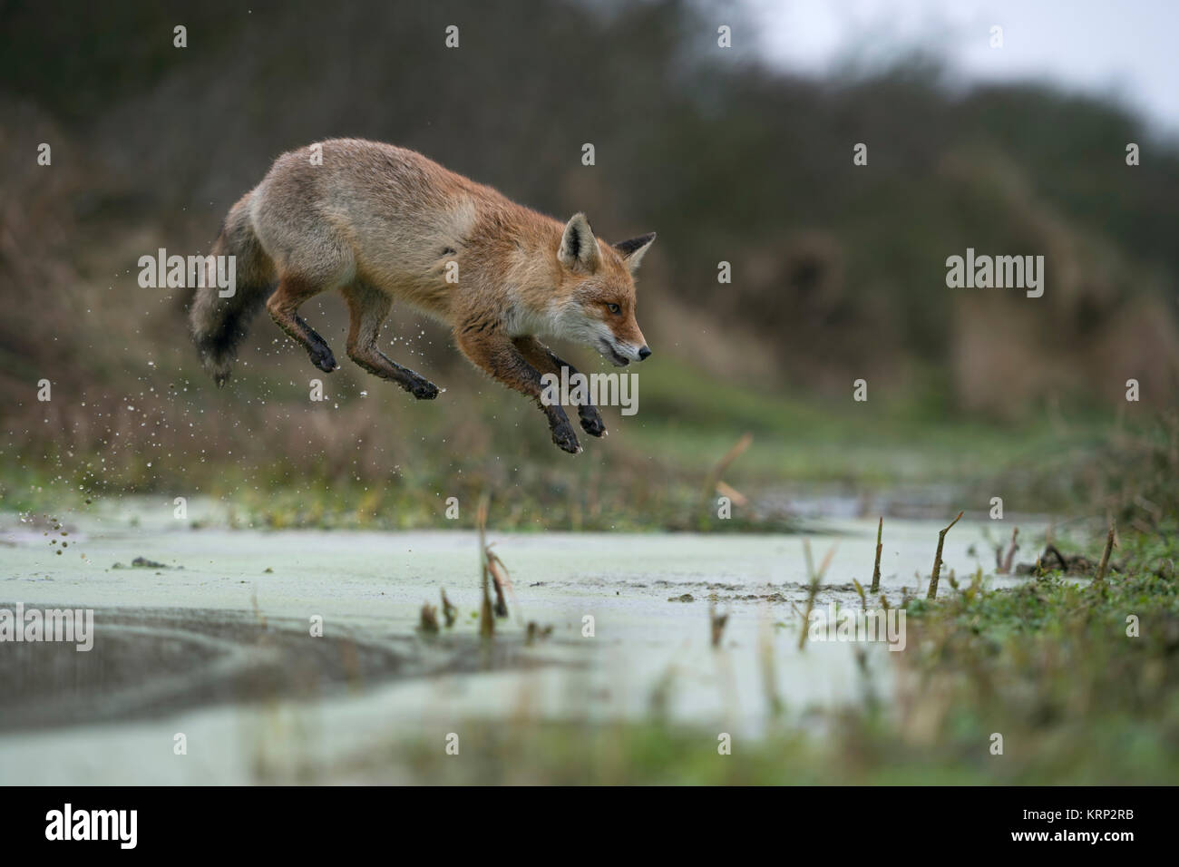 Red Fox/Rotfuchs (Vulpes vulpes), Erwachsene in winterfur, springen über ein kleines Bächlein in einem Sumpf, weit springen, lustige Blicke, wildife, Europa. Stockfoto