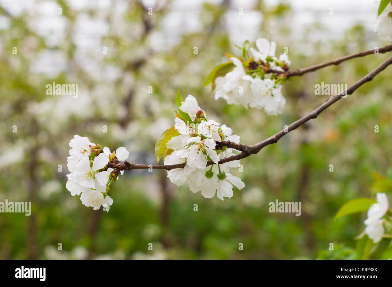 Blühende Kirschblüten Stockfoto