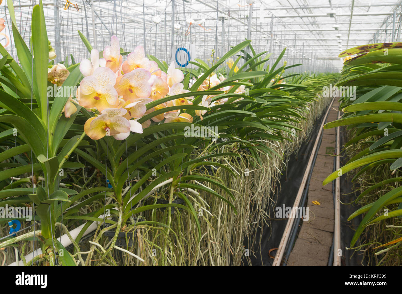 Orchideen in einem Gewächshaus Stockfoto