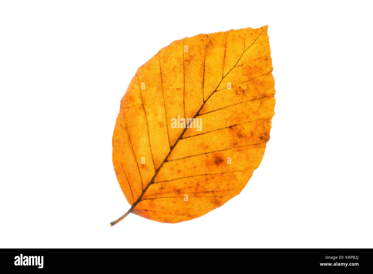 Buchenblatt mit Herbstfärbung, freisteller Stockfoto