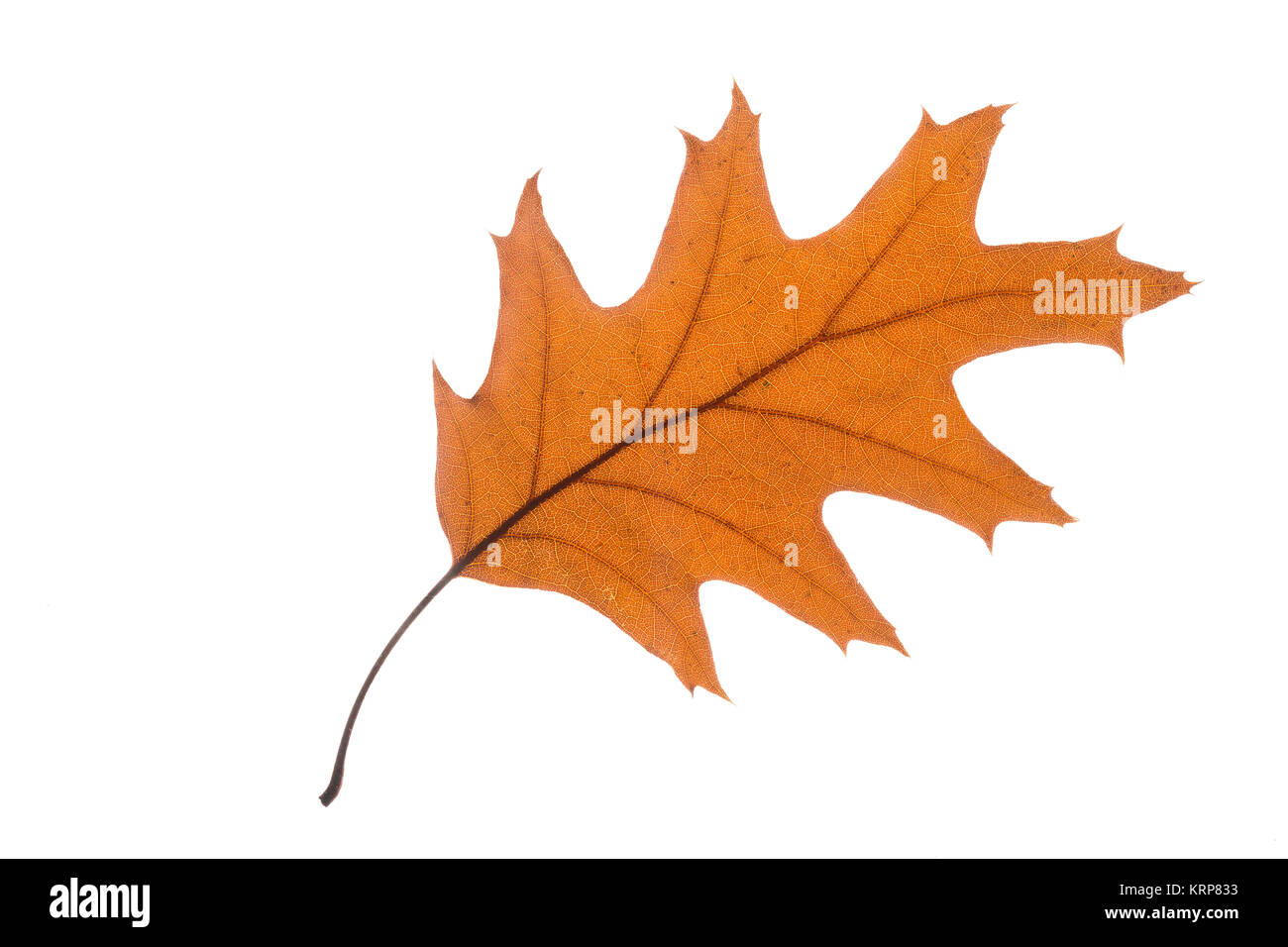 Blatt mit Herbstfärbung, freisteller Stockfoto