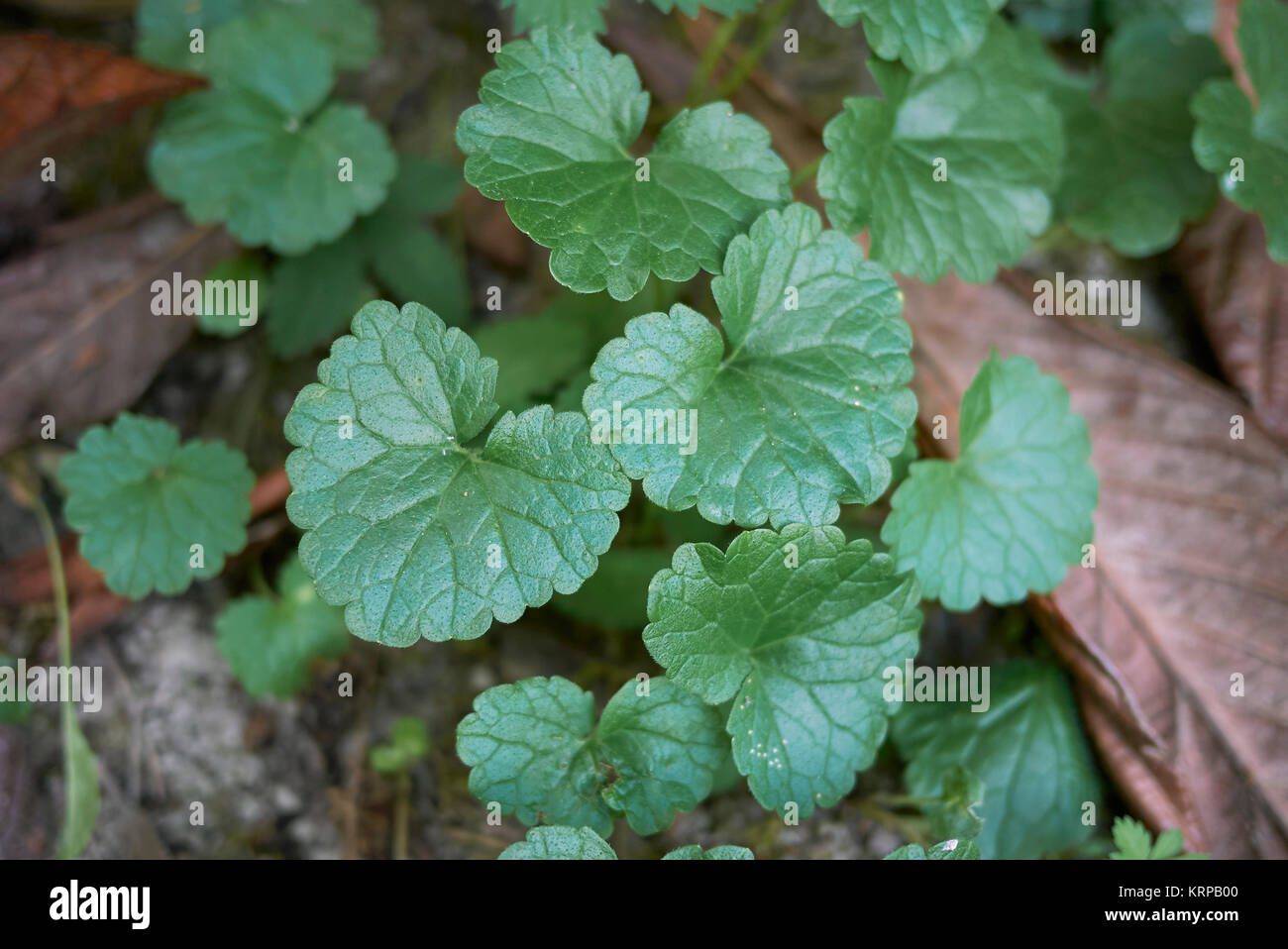 Glechoma hederacea Stockfoto