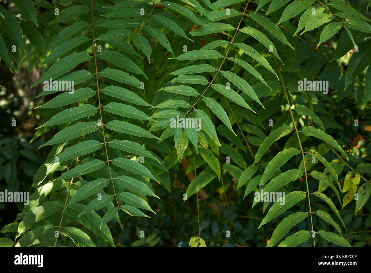 Juglans nigra Stockfoto