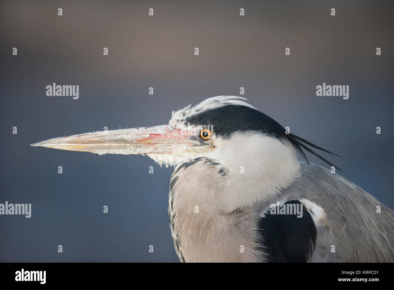 Graureiher (Ardea cinerea), Regents Park, London, Vereinigtes Königreich Stockfoto